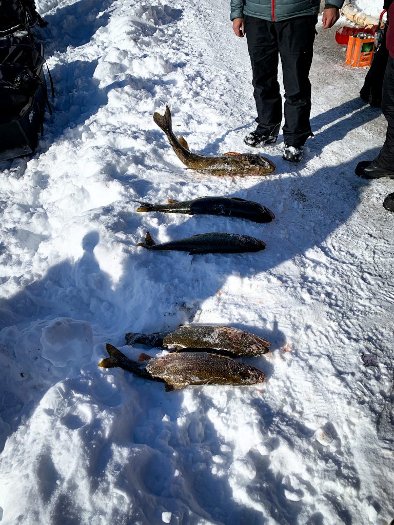 ice fishing 2023 - fish lined up