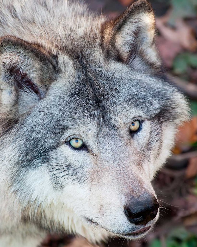 wolf Wolf head